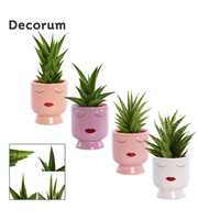 Sansevieria Crown mix 12 cm in Dua Lipa (Party lov
