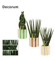 Sansevieria cylindrica 12 cm mix in Beau (Natural 