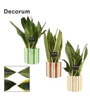 Sansevieria Super mix 12 cm in Beau (Natural bubbl