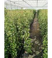 Trachelospermum jasminoides