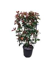 photinia red robin