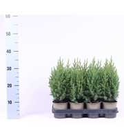 Juniperus chinensis 'Stricta'