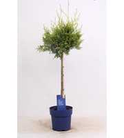 Thuja occ. 'Brabant' - op stam