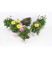 Osteospermum Mixkar