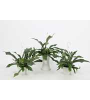 Platycerium Netherlands 12cm - Small Swing