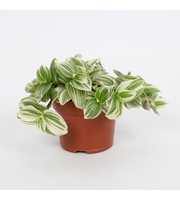 Tradescantia Abliflora Giant - White Beach 12cm