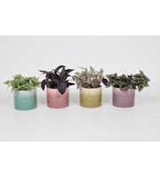Tradescantia Mix 12cm - Elsa
