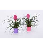 Tillandsia cyanea 'Anita' in Colour CUP