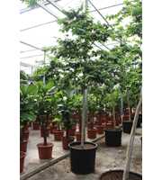 Bulnesia arborea