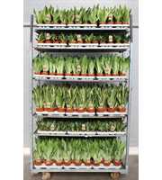 Sansevieria Mixkar "Rough & Tough"