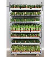 Sansevieria Mixkar "Rough & Tough"