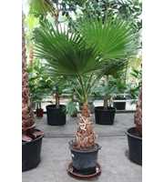 Washingtonia robusta
