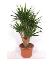 Yucca elephantipes