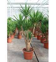 Yucca elephantipes