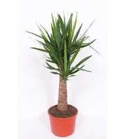 Yucca elephantipes 'Maya Tree'
