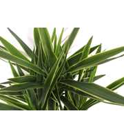 Yucca elephantipes 'Puck'