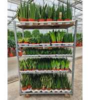 Sansevieria Mixkar "Rough & Tough"