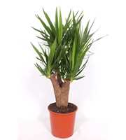 Yucca elephantipes