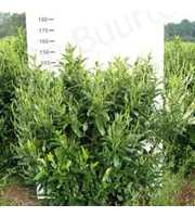 Prunus laurocerasus 'Herbergii'