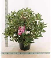 Rhododendron 'Catawbiense Boursalt'