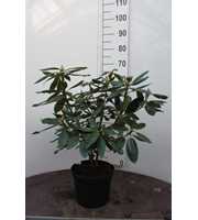 Rhododendron 'English Roseum'