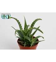 Aloe Arborencens