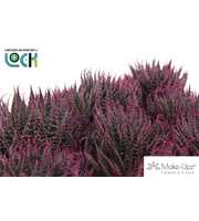 Aloe Aristata Make Upz Roze