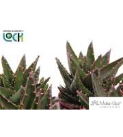 Aloe Mitriformis Make Upz Roze