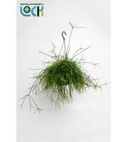 Rhipsalis Cassutha