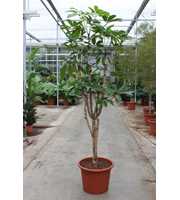 Schefflera actinophylla 'Amate’