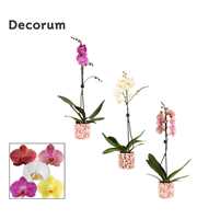 Phalaenopsis 1 tak 9+ mix in Julia (Deco-collectio