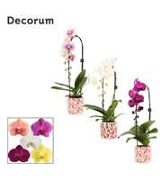 Phalaenopsis cascade 1 tak mix in Julia (Deco-coll