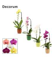 Phalaenopsis cascade 1 tak mix in Naemi (Natural b