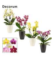 Phalaenopsis dazzling melange 3-4 tak in Carly bla