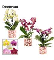 Phalaenopsis dazzling melange 3-4 tak in Julia (De