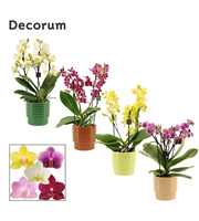 Phalaenopsis dazzling melange 3-4 tak in Naemi (Na