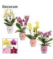 Phalaenopsis dazzling melange 3-4 tak in Dua lipa 