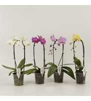 Phalaenopsis Elegant Cascade Shapes mix 1 en 2 tak