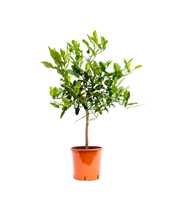 Citrus Hystrix