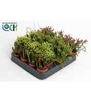 Rhipsalis mix