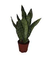 Sansevieria Zeylanica
