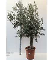 olea europaea