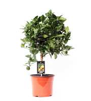 Citrus Calamondin