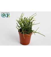 Rhipsalis Baccifera Oasis