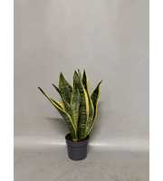 Sansevieria Laurentii