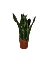 Sansevieria Silver flame 3pp