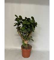 Polyscias Fabian branched