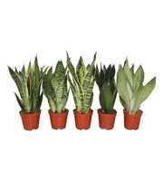 sansevieira mix 3pp 5 soorten
