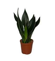 Sansevieria Black Diamond