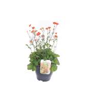 Geum coccineum Tosai